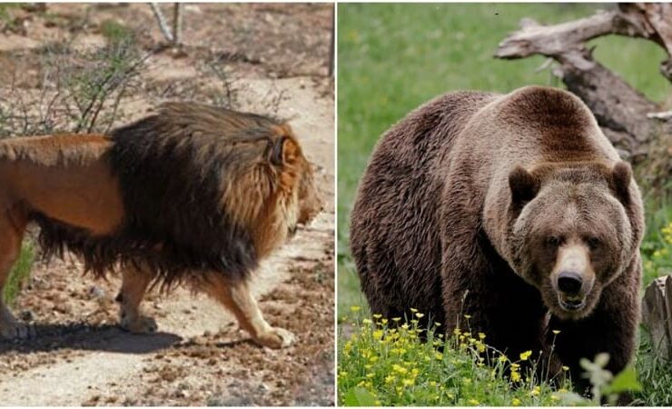 ویدئو/نبرد غول های جنگلی; شیر پیروز است یا خرس! ویدئو/نبرد غول های جنگلی; شیر پیروز است یا خرس!