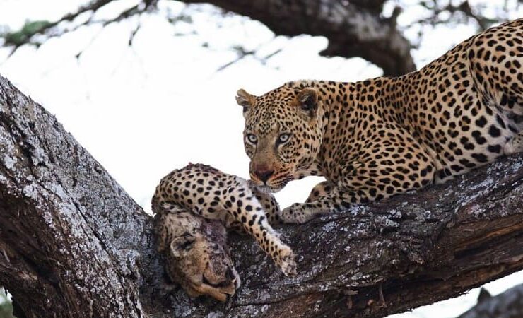 ویدئو/ پلنگ یوزپلنگ بیچاره را شکار کرد و خورد! ویدئو/ پلنگ یوزپلنگ بیچاره را شکار کرد و خورد!