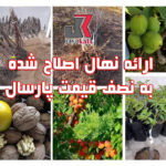 ارائه نهال اصلاح شده به نصف قیمت پارسال