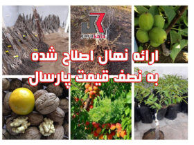 ارائه نهال اصلاح شده به نصف قیمت پارسال