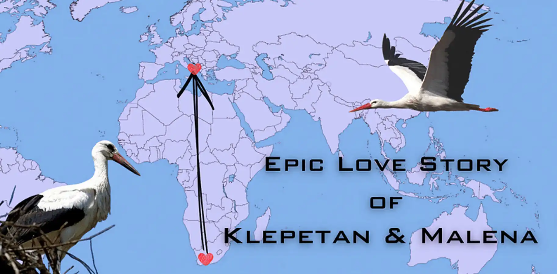 La verdadera historia de las cigüeñas enamoradas en Croacia El viaje de 20 años de Kliptan por amor a Malena, una doctora 4 1762605120 164 La verdadera historia de las ciguenas enamoradas en Croacia El.webp