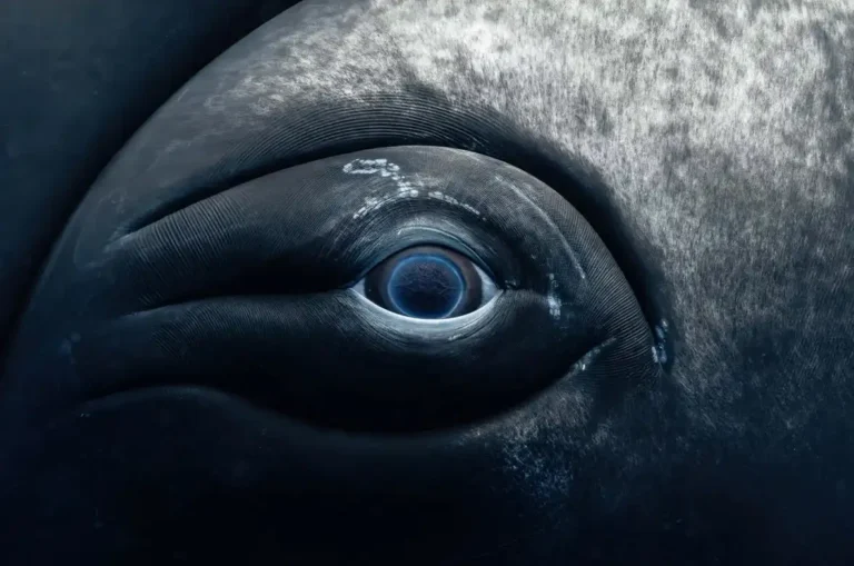 1762876099 98 نگاهی فلسفی به دنیای کلاژهای چندلایه اثر الکس اکمن لاون.webp