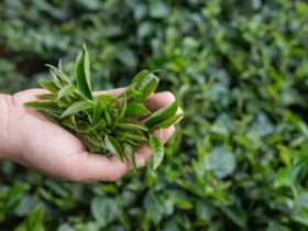 با بهترین برند چای لاهیجان آشنا شوید با بهترین برند چای لاهیجان آشنا شوید