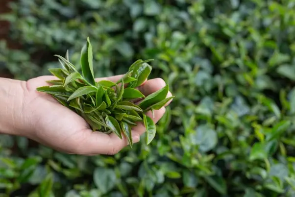 با بهترین برند چای لاهیجان آشنا شوید با بهترین برند چای لاهیجان آشنا شوید