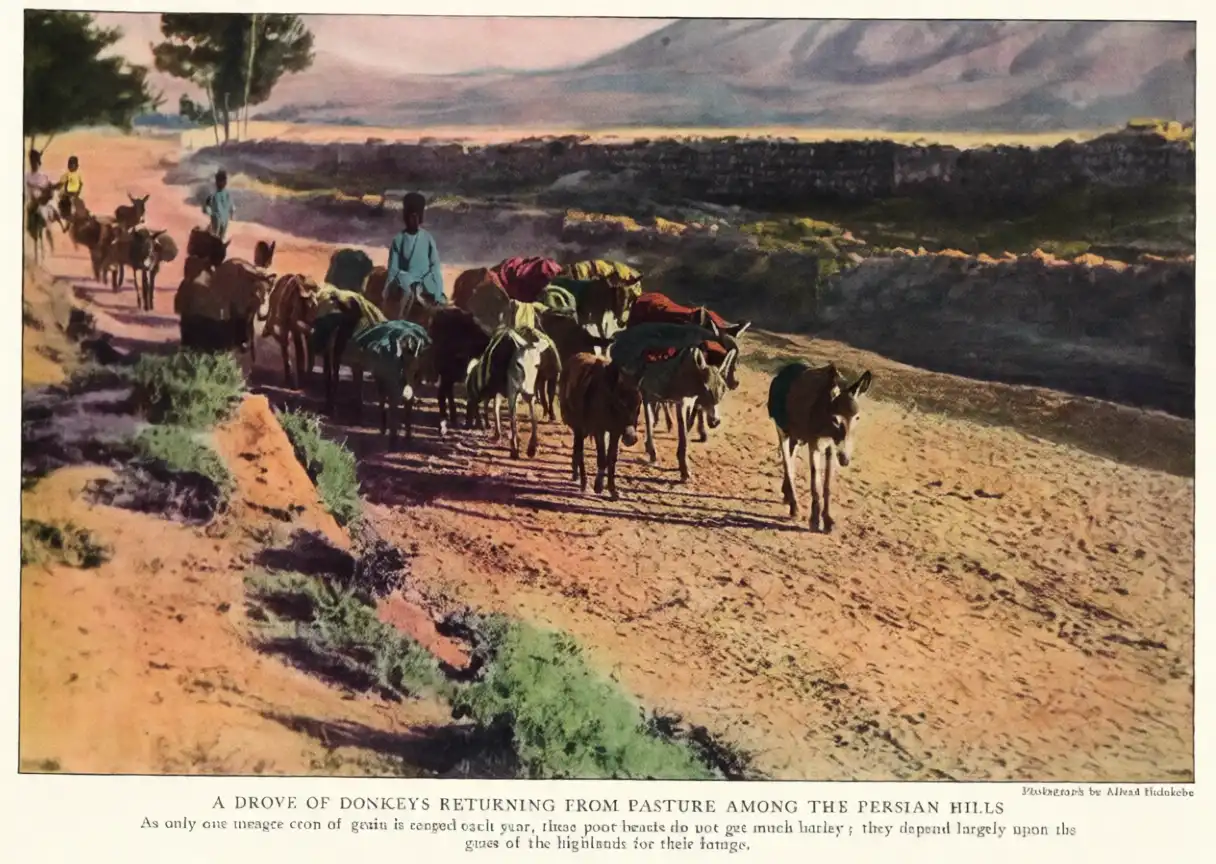 نسخه رنگی و ویرایش شده 100 عکس از ایران 105 سال پیش از National Geographic 1921 | یک دکتر 54 1767419162 48 نسخه رنگی و ویرایش شده 100 عکس از ایران 105.webp