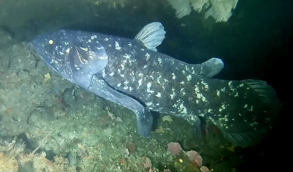 Marjorie y pez celacanto; ¿Cómo revivió un trabajador de un museo una especie que se creía extinta hacía 66 millones de años? | un doctor 2 1769699642 487 Marjorie y pez celacanto ¿Como revivio un trabajador de un.webp